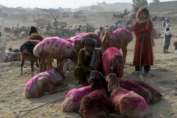 د کانګو ناروغۍ ګواښ؛ د روغتیا نړیوال سازمان افغانانو ته د احتیاطي تدابیرو سپارښتنه کړې