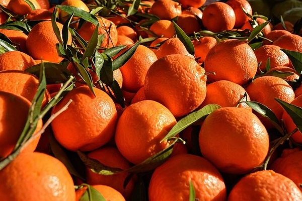 پر ډیورنډ تړلو لارو او پر ایران د بندیزونو ګواښ له امله د پاکستان د کینو صادرات درېدلي