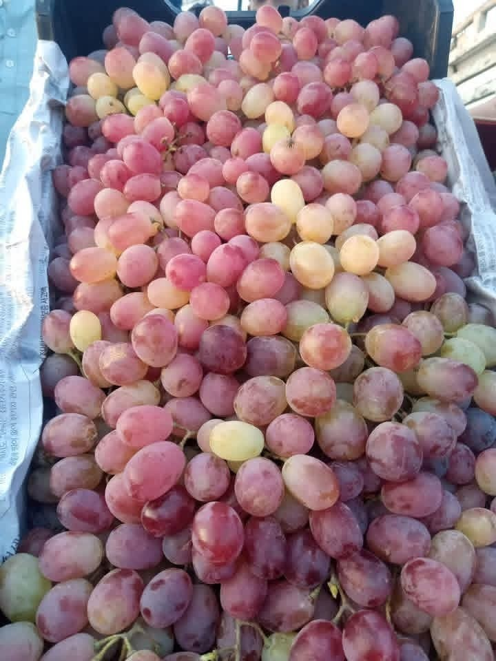 د کندهار د انګورو په صادراتو کې ٤٤سلنه زياتوالی راغلی