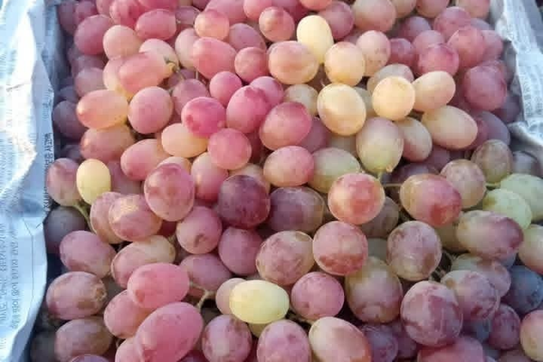 د کندهار د انګورو په صادراتو کې ٤٤سلنه زياتوالی راغلی