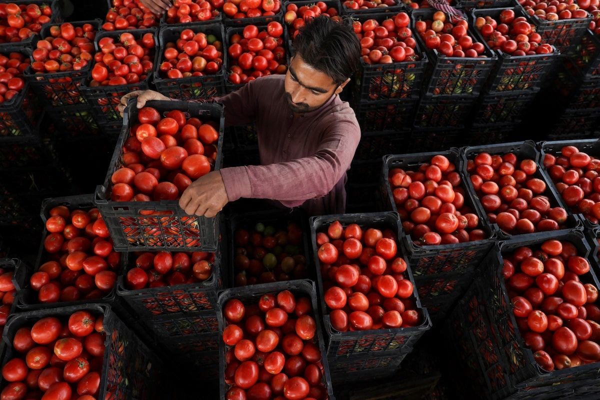طالبان محصولات زراعتی را از مسیر هوایی اوزبیکستان صادر می‌کند