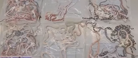 مردی با ۱۰۰ مار پنهان در شلوارش در گمرک چین بازداشت شد