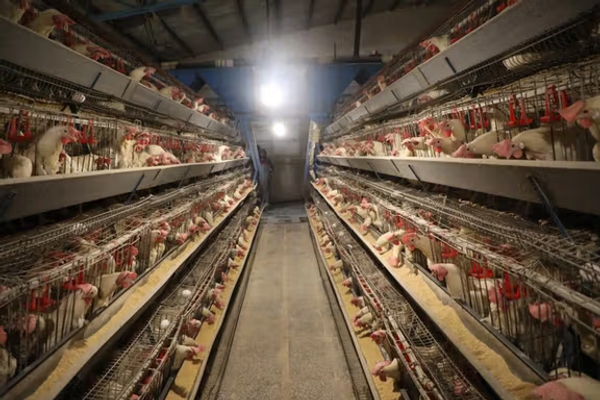 په هرات کې هره ورځ د فارمي چرګانو شاوخوا ۱۷۰ ټنه غوښه تولیدېږي