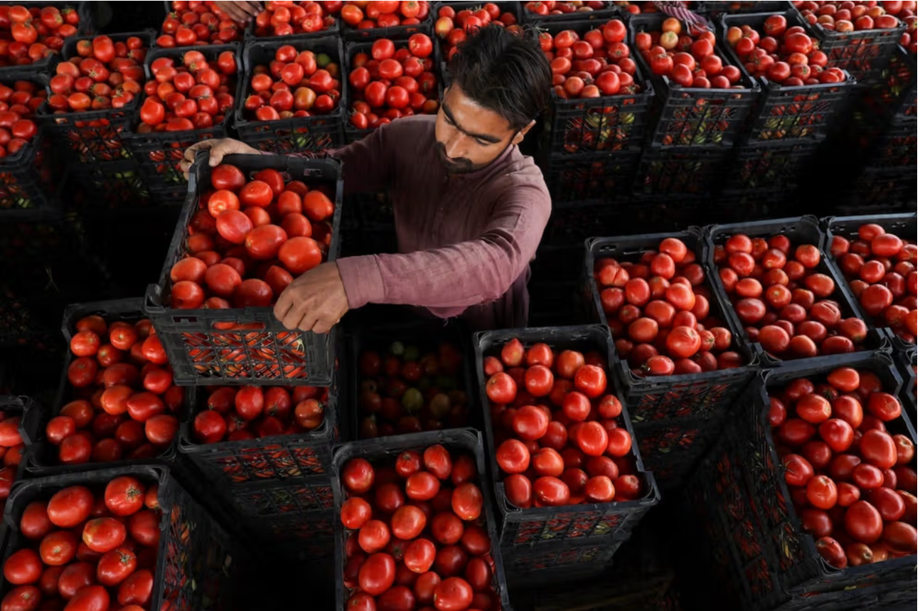 Taliban Begin Exporting Afghan Agricultural Goods Via Uzbekistan Air Routes