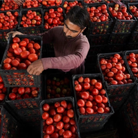 Taliban Begin Exporting Afghan Agricultural Goods Via Uzbekistan Air Routes