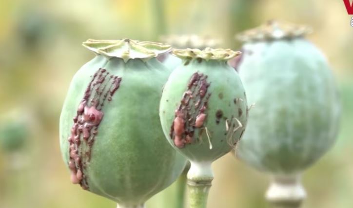 واشنګټن پوست: سي اې ای په افغانستان کې د کوکنارو د له منځه وړو لپاره پټه پروژه درلوده