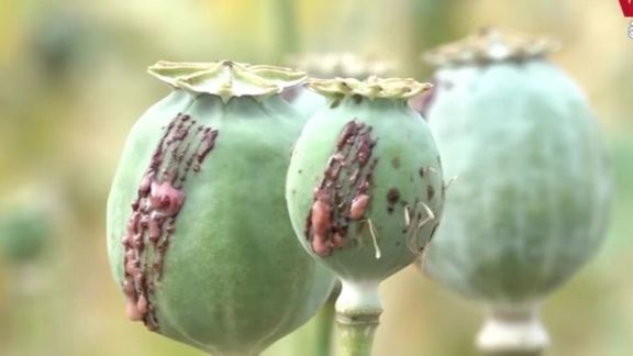 واشنګټن پوست: سي اې ای په افغانستان کې د کوکنارو د له منځه وړو لپاره پټه پروژه درلوده