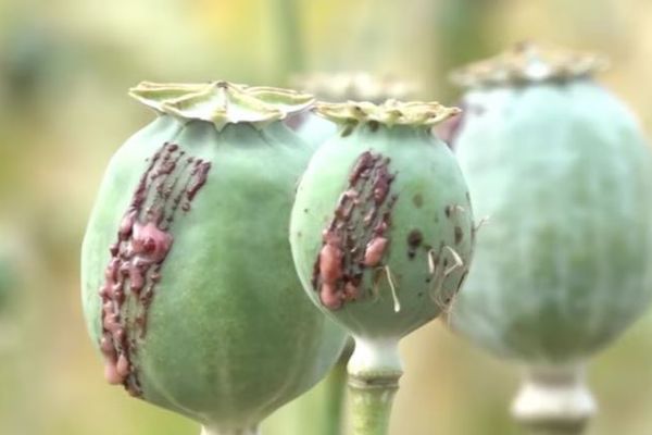 واشنګټن پوست: سي اې ای په افغانستان کې د کوکنارو د له منځه وړو لپاره پټه پروژه درلوده