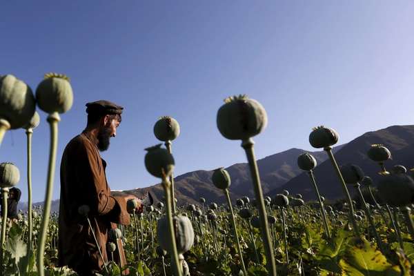 شبکه تحلیلگران افغانستان: طالبان در جلوگیری از کشت خشخاش در بدخشان ناکام مانده است