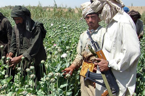یک روز پس از فرمان منسوب به رهبر طالبان، قیمت تریاک در هلمند ۳ برابر افزایش یافت