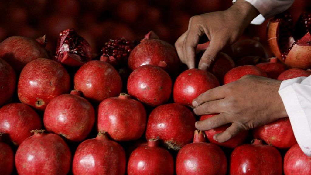 د طالبانو د کندهار او بلخ والیانو په ازبکستان کې د انارو پر صادراتو خبرې کړي