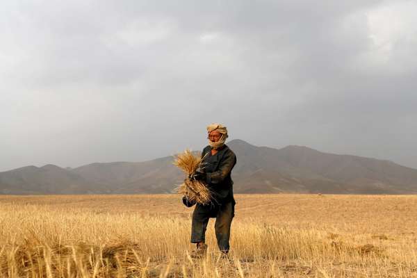 UN & ADB Launch $100M Food Security Project In Afghanistan