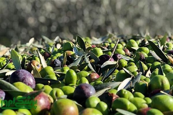 طالبان وایي، ننګرهار کې د زیتونو حاصلات زیات شوي