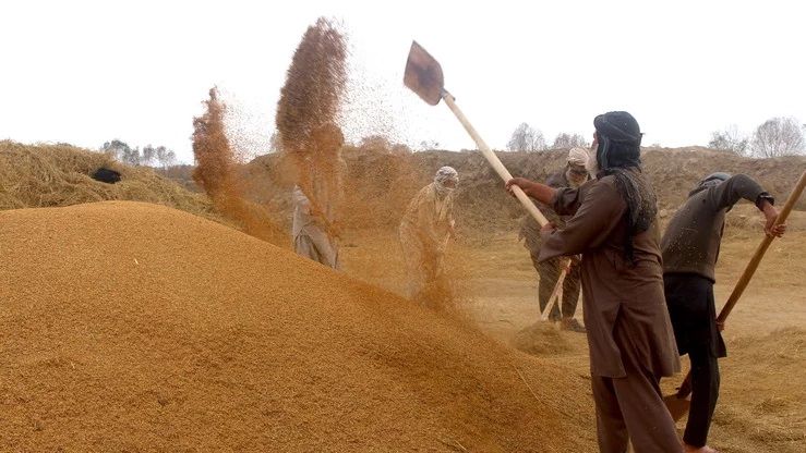 د طالبانو د احصایې ملي اداره: په افغانستان کې د وریجو حاصلات ۴۴۷زره مټریک ټنو ته رسېدلي
