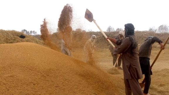 د طالبانو د احصایې ملي اداره: په افغانستان کې د وریجو حاصلات ۴۴۷زره مټریک ټنو ته رسېدلي