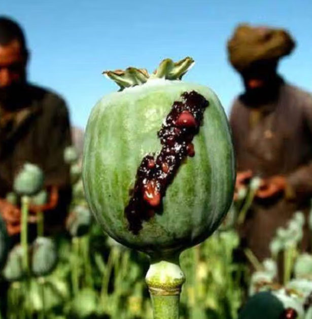 المقاومة الثانية لطالبان وتوسّع تجارة المخدرات