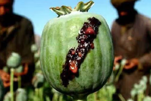 المقاومة الثانية لطالبان وتوسّع تجارة المخدرات