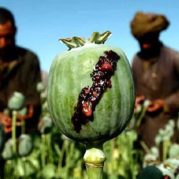 المقاومة الثانية لطالبان وتوسّع تجارة المخدرات