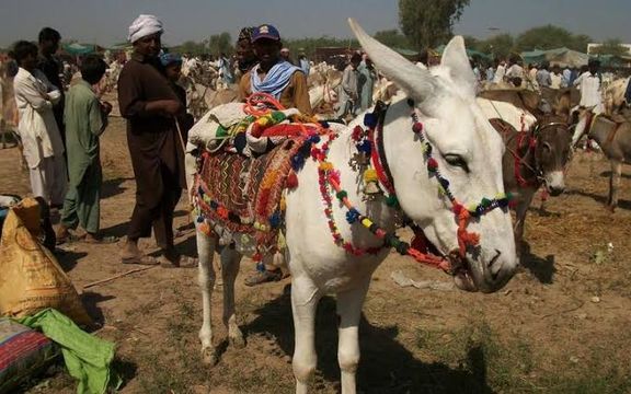 چین غواړي په پاکستان کې د خرو فارمونه جوړ کړي