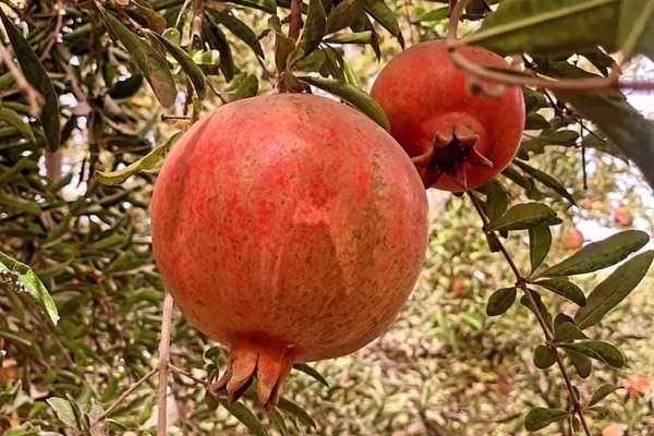 طالبان وایي سږ کال به په کندهار کې نږدې ۲۷۵ زره ټنه انار راټول شي