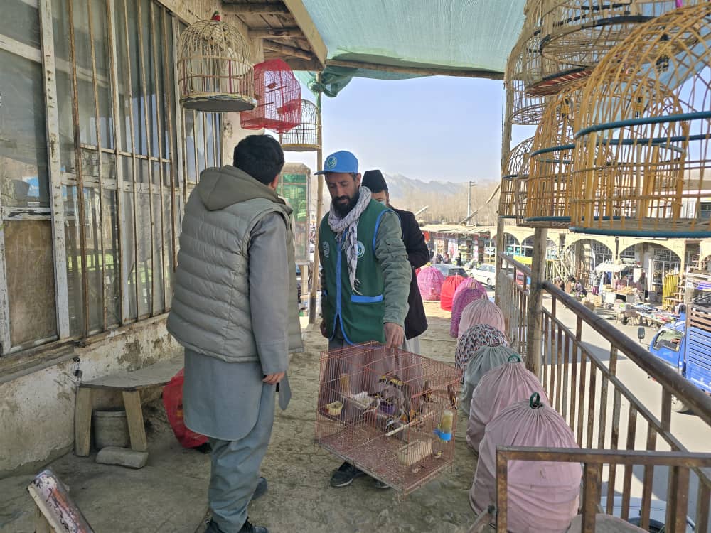 طالبان وايي چې په بامیان کې یې ۴۱ کم پیدا مرغان ازاد کړل