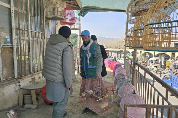 طالبان وايي چې په بامیان کې یې ۴۱ کم پیدا مرغان ازاد کړل