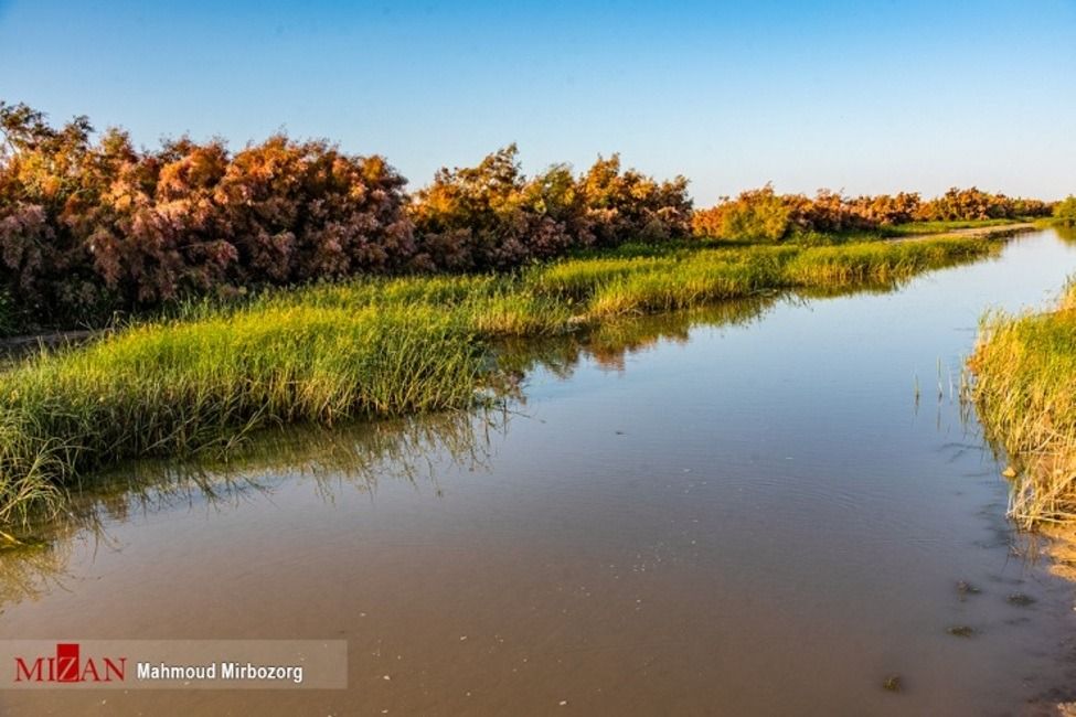 Hamoun Wetlands Drying Up After Taliban Built Dams, Says Iranian Official