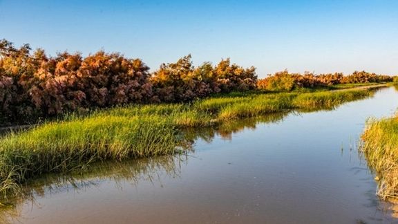 Hamoun Wetlands Drying Up After Taliban Built Dams, Says Iranian Official