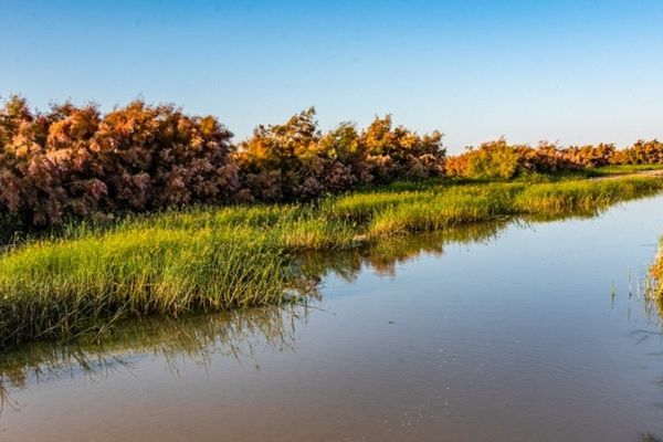 Hamoun Wetlands Drying Up After Taliban Built Dams, Says Iranian Official