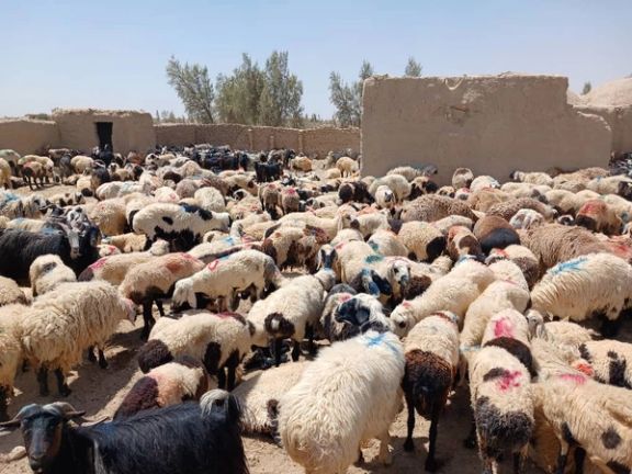 طالبان: ایران ته تر ۴ زرو د زیاتو څارويو د قاچاق مخه نيول شوې ده