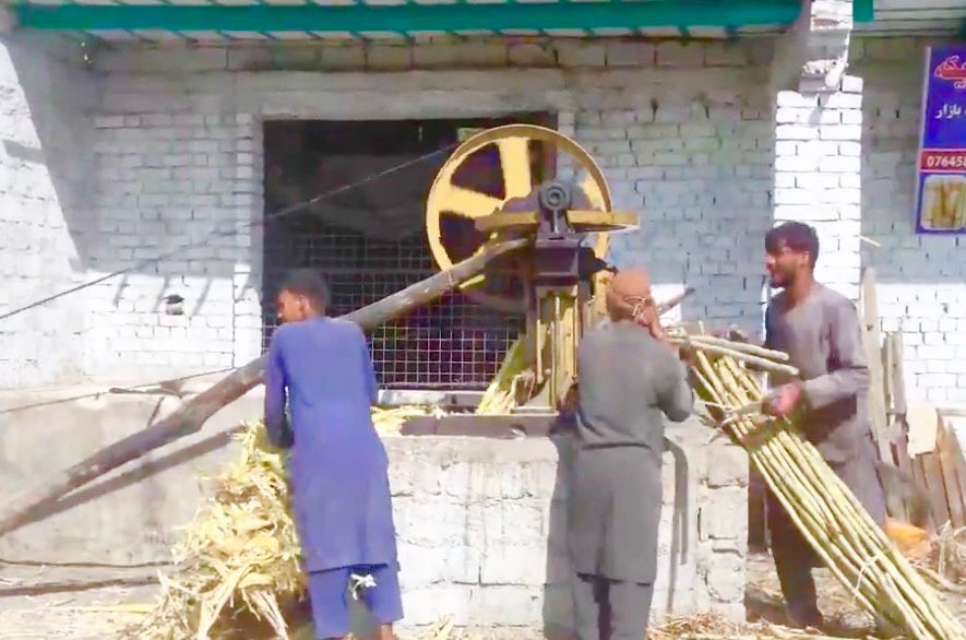 په ننګرهار کې سږ کال د ګنیو حاصلات ۱۴۰ زره ټنه اټکل شوي