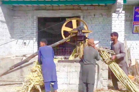 په ننګرهار کې سږ کال د ګنیو حاصلات ۱۴۰ زره ټنه اټکل شوي