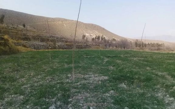 طالبان از احداث باغهای چهارمغز در ننگرهار خبر داد