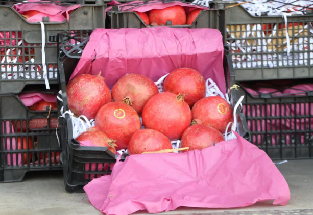 طالبان تعلن رسميًا بدء تصدير المنتجات الزراعية إلى آسيا الوسطى