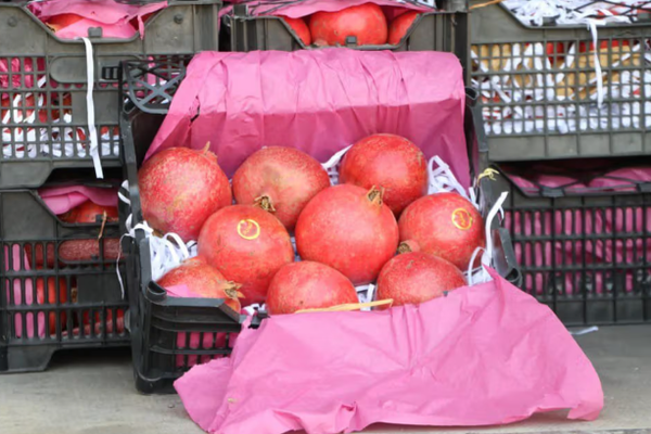 طالبان تعلن رسميًا بدء تصدير المنتجات الزراعية إلى آسيا الوسطى