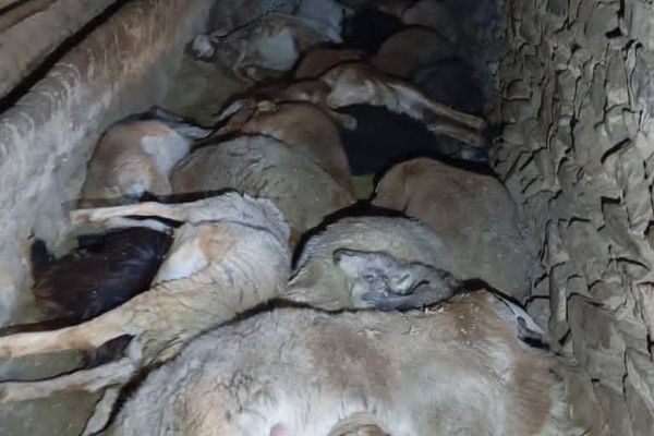 په پروان کې د اورلګېدنې له امله ۲۷ څاروي تلف شوي دي