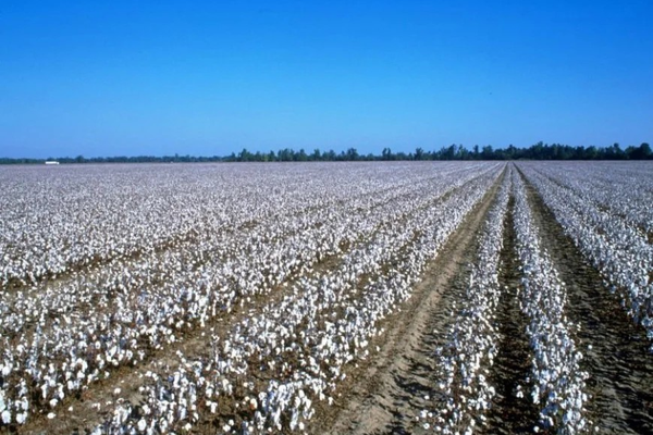 بغلان کې د پنبې حاصلات ۲۴ سلنه زیات شوي