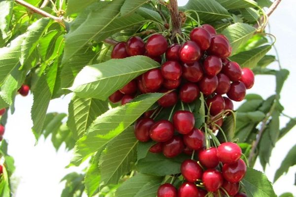 طالبان: هرات کې د الوبالو کښت زیات شوی او کروندګر ښه عواید ترلاسه کوي