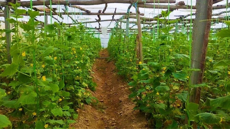 طالبان: سږکال په لغمان کې د بادرنګو په حاصلاتو کې ۲۰ سلنه زیاتوالی راغلی