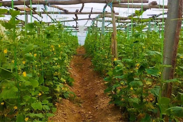 طالبان: سږکال په لغمان کې د بادرنګو په حاصلاتو کې ۲۰ سلنه زیاتوالی راغلی