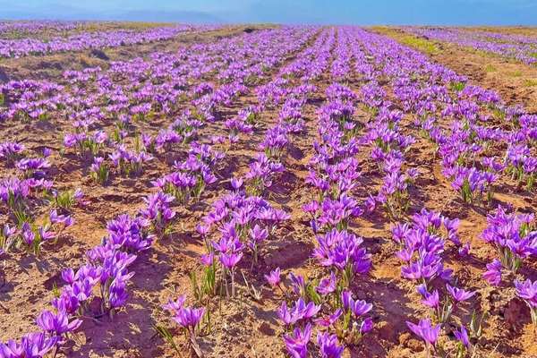 طالبان: د زعفرانو تولید ۴۱ سلنه زیات شوی