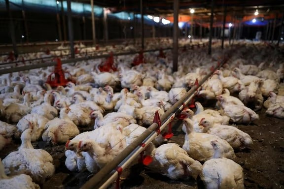 طالبان وایي دامهال په بغلان ولایت کې د چرګانو ۳۶۰ فارمونه له دوی سره ثبت دي