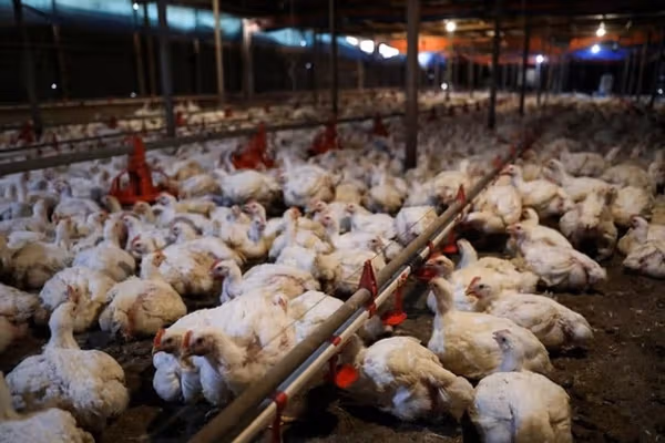 طالبان وایي دامهال په بغلان ولایت کې د چرګانو ۳۶۰ فارمونه له دوی سره ثبت دي