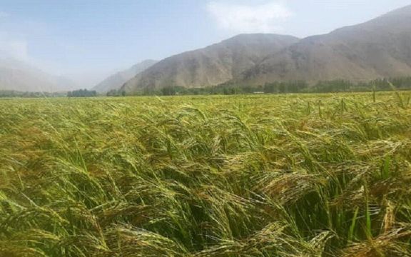 د طالبانو د احصایې اداره وايي سږ کال د وریجو د تولید په برخه کې ۹.۶ سلنه زیاتوالی راغلی