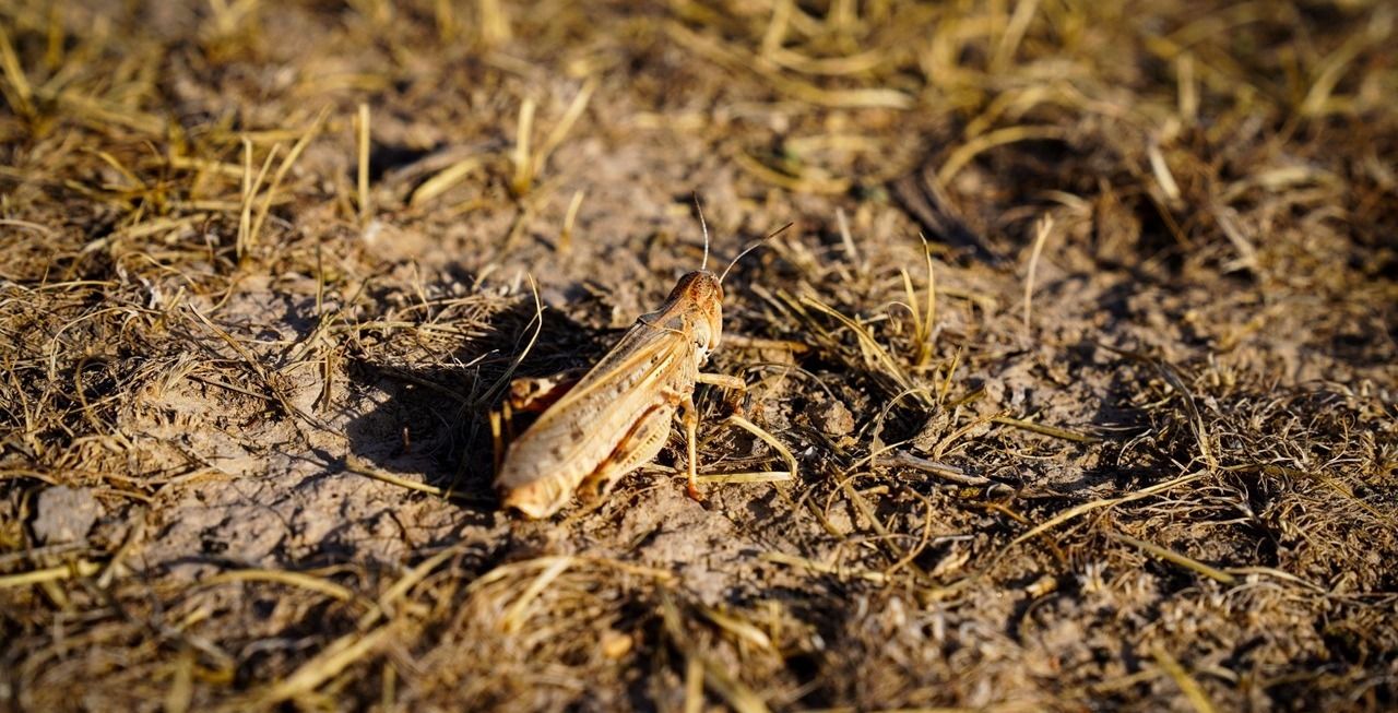 سازمان خوراکه و زراعت ملل متحد از هجوم گسترده ملخ مراکشی در هشت ولایت افغانستان هشدار داد