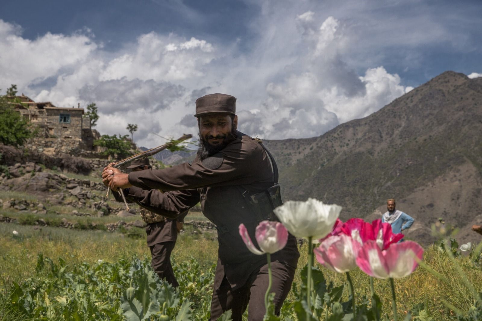 موج کشت خشخاش از جنوب به شمال افغانستان می‌رود