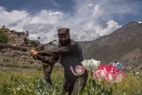 موج کشت خشخاش از جنوب به شمال افغانستان میرود