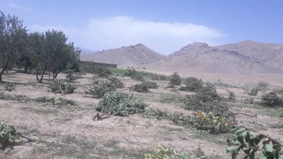 سرچینه: زابل ولایت کې د طالبانو د خپلوانو له لوري ۷۰۰ میوه لرونکې ونې پرې شوې دي