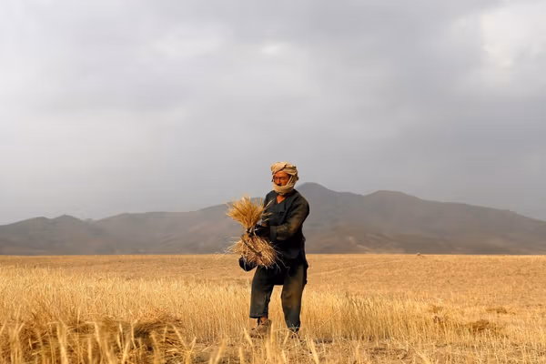 نړیوال بانک: افغانستان د غذايي امنیت او کارموندنې په برخو کې له جدي ننګونو سره مخ دی