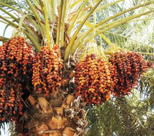 طالبان: سږ کال به د ننګرهار خرما د تېر کال په پرتله ډېر حاصل ورکړي